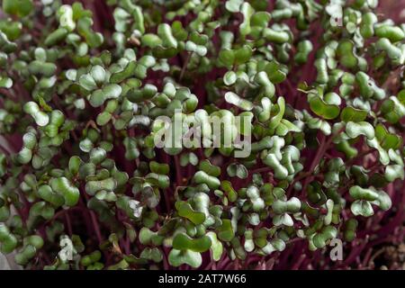 Gros plan des microgreens de chou rouge fraîchement cultivés Banque D'Images