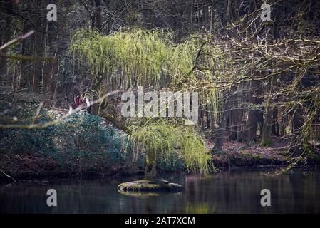 Saule pleurant sur l'île,Étang dans la forêt Banque D'Images