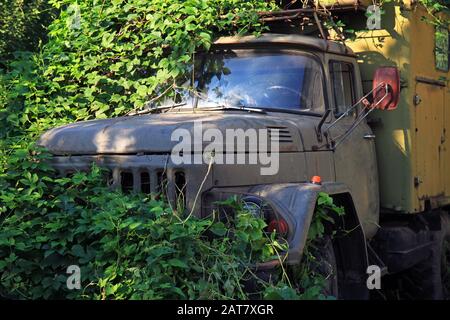 Un vieux camion militaire abandonné, surcultivé avec un vignoble sauvage. La nature prend son péage. Camion ou camion mourant Banque D'Images