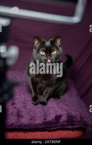 Charlie le chat pose pour un photohoot impromptu Banque D'Images