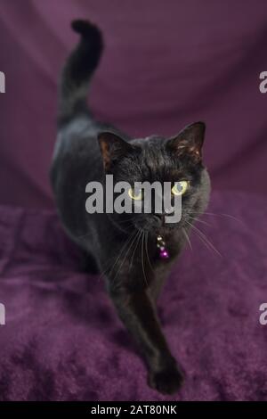 Charlie le chat pose pour un photohoot impromptu Banque D'Images