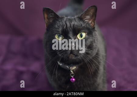 Charlie le chat pose pour un photohoot impromptu Banque D'Images