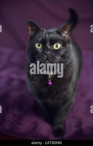 Charlie le chat pose pour un photohoot impromptu Banque D'Images