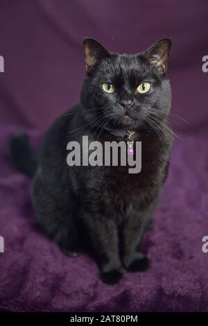 Charlie le chat pose pour un photohoot impromptu Banque D'Images