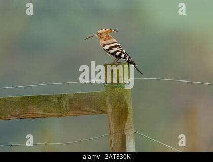 Hoopoe (Upupa épops), assis sur le poteau de clôture, Carsethorn, estuaire de Solway, Dumfries et Galloway, Écosse du Sud-est Banque D'Images