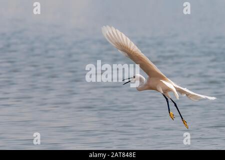 Un peu d'aigrette survolant une rivière Banque D'Images