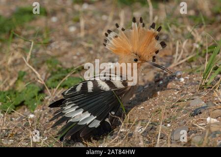 Hoopoe (Upupa épops), se nourrissant sur une dune de sable couverte d'herbe, Carsethorn, estuaire de Solway, Dumfries et Galloway, Écosse du Sud-est Banque D'Images