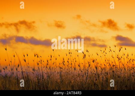 Prendre le soleil sur la mer avec de grandes herbes sèches. Coucher de soleil doré sur la mer. Herbe contre un ciel spectaculaire du soir. Contexte de la nature Banque D'Images