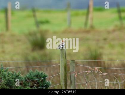 Hoopoe (Upupa épops), assis sur le poteau de clôture, Carsethorn, estuaire de Solway, Dumfries et Galloway, Écosse du Sud-est Banque D'Images