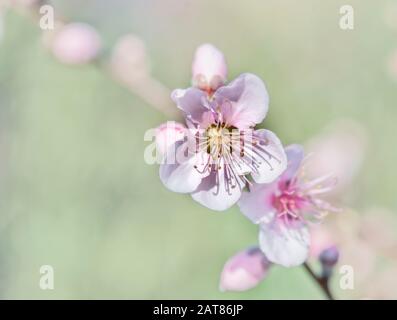 Fleur rose clair de l'arbre de pêche Banque D'Images