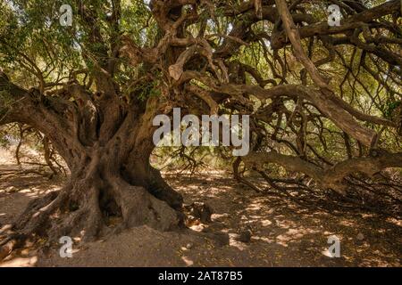 Les branches noueuses de l'antique, 2000 ans, Olive Tree à Olivastri Millenari préserver, près de Lago di Liscia, province de Sassari, Sardaigne, Italie Banque D'Images