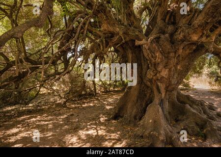 Les branches noueuses de l'antique, 2000 ans, Olive Tree à Olivastri Millenari préserver, près de Lago di Liscia, province de Sassari, Sardaigne, Italie Banque D'Images