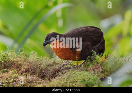 Caille en bois à dos foncé - Odontophorus melanonotus, caille timide du sol des forêts andines, Mindo, Équateur. Banque D'Images
