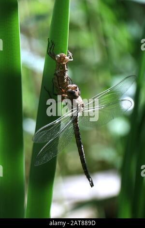 L'éclosion de la libellule Darner sur la queue de cheval de l'état nymphe Ohio USA Banque D'Images