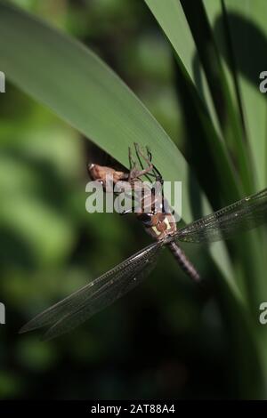 L'éclosion de la libellule Darner sur la queue de cheval de l'état nymphe Ohio USA Banque D'Images