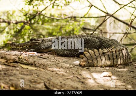 Un crocodile se cousse dans la chaleur de la Gambie, Afrique de l'Ouest. Naturel, vert. Banque D'Images