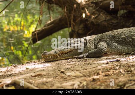 Un crocodile se cousse dans la chaleur de la Gambie, Afrique de l'Ouest. Naturel, vert. Banque D'Images