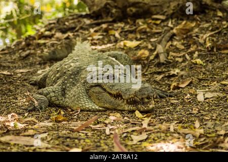 Un crocodile se cousse dans la chaleur de la Gambie, Afrique de l'Ouest. Naturel, vert. Banque D'Images