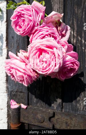 Rosa New Dawn floraison à l'extérieur d'une ancienne porte stable en bois dans Witlshire Angleterre Royaume-Uni Banque D'Images