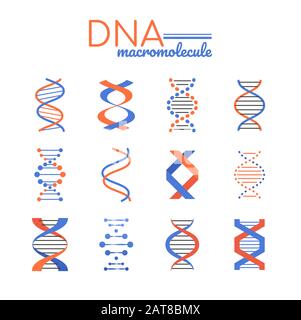ADN macromolécule - éléments vectoriels de style de conception de ligne Illustration de Vecteur