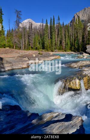 La rivière sauvage tombe dans le lit rocheux du fleuve dans le parc national Yoho, dans les montagnes Rocheuses, au Canada. Belle journée ensoleillée, arbres, hautes montagnes. Banque D'Images