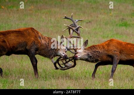 Cerf rouge (Cervus elaphus), deux cerfs de cerf rouge combattus à l'heure du rutting, vue latérale, Allemagne, Rhénanie-du-Nord-Westphalie, Pays aigre Banque D'Images