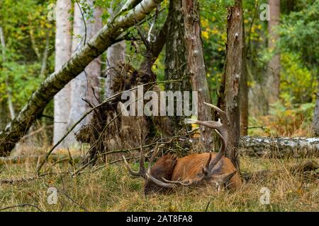 Cerf rouge (Cervus elaphus), cerf reposant dans la forêt, Allemagne, Rhénanie-du-Nord-Westphalie, Pays aigre Banque D'Images