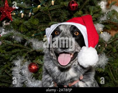 Chien à pois noir et blanc portant un chapeau de Père Noël, devant un arbre de Noël Banque D'Images