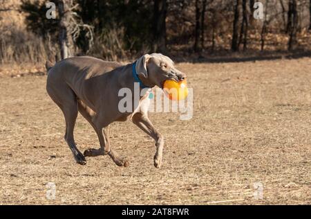 Chien de course Weimaraner, portant une balle orange en jouant à l'extérieur Banque D'Images