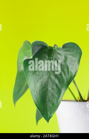 Feuilles de philodendron vert clair sur fond vert clair. Texture abstraite de la plante en forme de coeur Banque D'Images