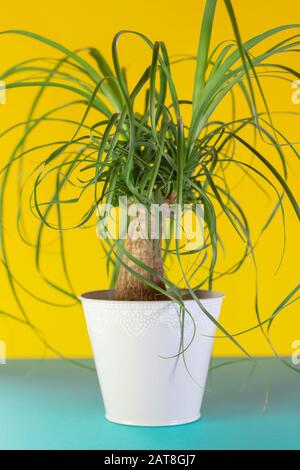 Beucarnea dans un pot de fleurs. Plante de maison verte sur fond jaune et bleu. Banque D'Images