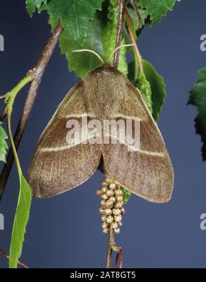 Papillon de renard (Macrothylacia rubi) femelle avec œufs sur bouleau argenté (Betula pendula) Banque D'Images