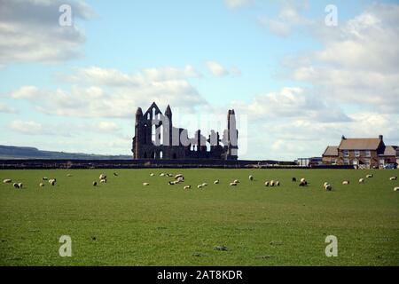 Pacage de moutons et les ruines de l'abbaye de Whitby comme vu le long de Cleveland Way, un sentier de randonnée dans le parc national des Maures de North York, Yorkshire, Angleterre, Royaume-Uni. Banque D'Images