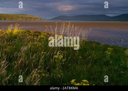 Paysage d'un champ à la fin du Dornoch Firth dans les Highlands écossais de Sutherland Scotland UK Banque D'Images