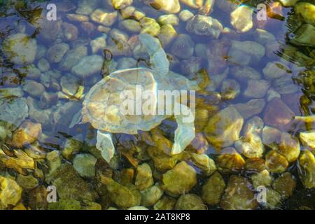 Gros plan sur la tortue albino. Tortue de mer blanche nageant dans l'eau claire. Banque D'Images