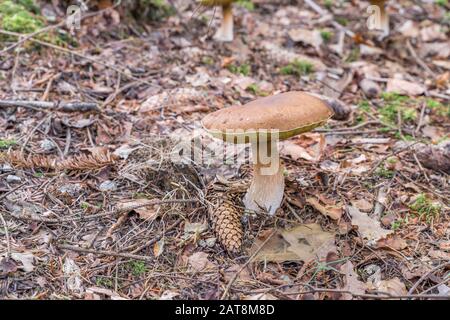 Le champignon Röhrling dans la forêt bavaroise, en Allemagne Banque D'Images