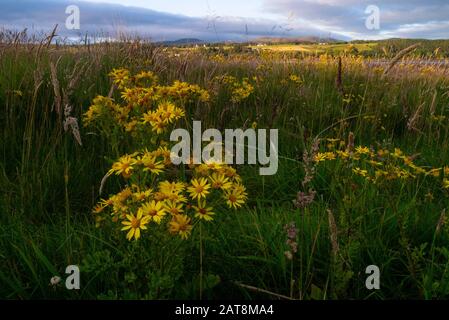 Paysage d'un champ à la fin du Dornoch Firth dans les Highlands écossais de Sutherland Scotland UK Banque D'Images