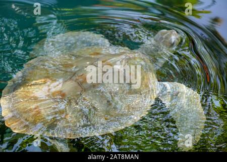 Gros plan sur la tortue albino. Tortue de mer blanche nageant dans l'eau claire. Banque D'Images