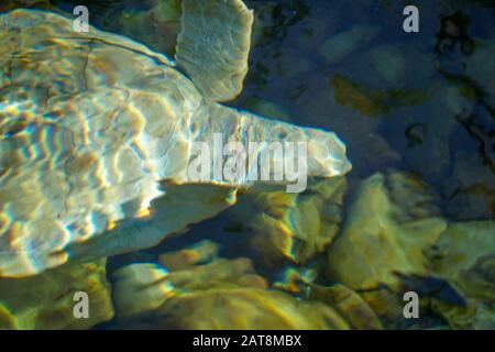 Gros plan sur la tortue albino. Tortue de mer blanche nageant dans l'eau claire. Banque D'Images