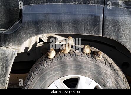 Peu d'étincelles moelleuses sur la roue d'une voiture bask sous le soleil de printemps. Scène de la ville de printemps. Faune et flore. Banque D'Images