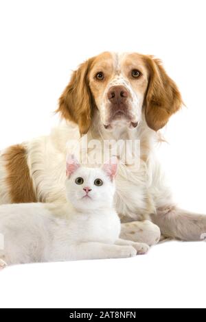 Mâle Espagnol Français (Couleur Cannelle) Avec Chat Domestique Blanc Pose Sur Fond Blanc Banque D'Images