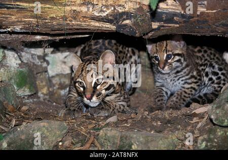 L'ocelot, leopardus pardalis, Femme avec Cub Banque D'Images