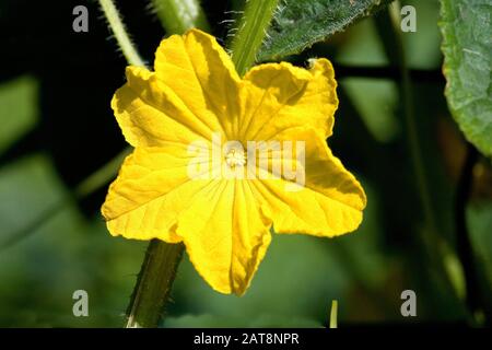 Fleur de cornichon ou cornichon, Cucumis sativus, potager en Normandie Banque D'Images