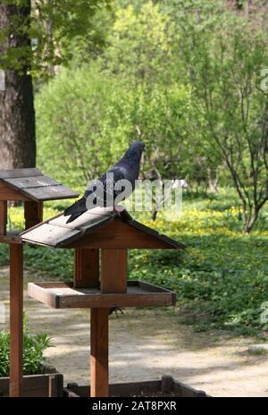 Pigeon Oiseau Assis Dans Une Petite Maison D'oiseaux. Maison D'oiseaux. Sur  L'arbre. Et Regarde à L'intérieur Image stock - Image du caged,  environnement: 222795951
