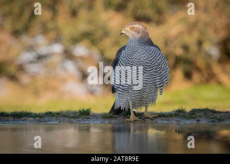 Faucon du Nord (Accipiter gentilis) perché sur le sol devant l'eau. Province de Lleida. Catalogne. Espagne. Banque D'Images