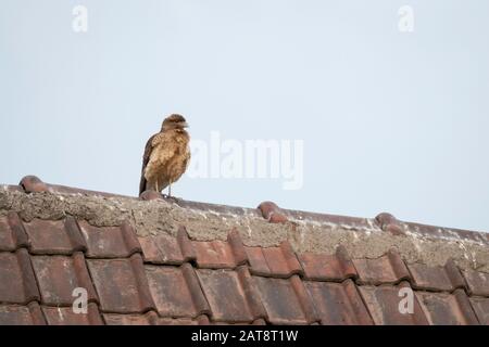 Chimaango Caracara (Phalcoboenus chimango) assis sur un toit. Région Métropolitaine De Santiago. Chili. Banque D'Images