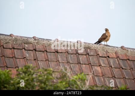 Chimaango Caracara (Phalcoboenus chimango) assis sur un toit. Région Métropolitaine De Santiago. Chili. Banque D'Images