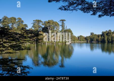 Arbres reflétés dans le lac de Captren. Parc National De Conguillio. La Araucania. Chili. Banque D'Images