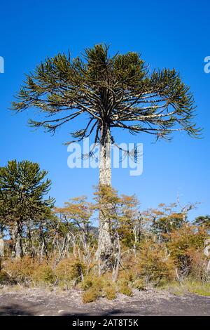 Monkey Puzzle Trees (Araucaria araucana). Parc National De Conguillio. La Araucania. Chili. Banque D'Images
