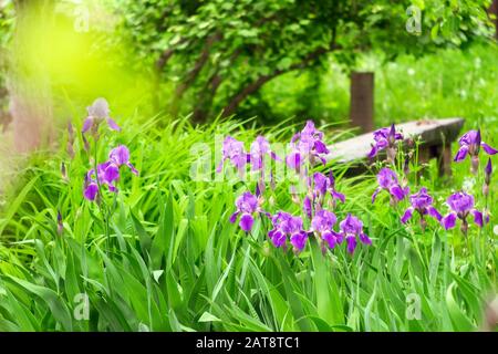 iris sauvages avec bourgeons violets rapprochez. Fleurs violettes fleuries de printemps nommées. Iris violets avec bourgeons floraux. Pré de printemps. Toile de fond naturelle Banque D'Images